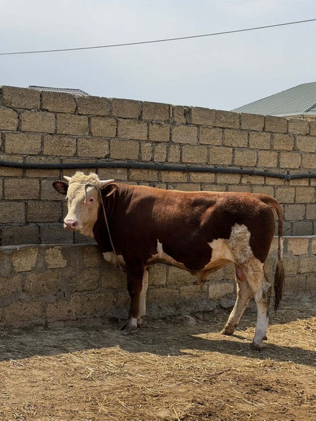 İki baş təmiz qan erkək simmental dana satılır. Böyüyünün 1 yaşı var — Heyvanlar, Sumqayıt (5)