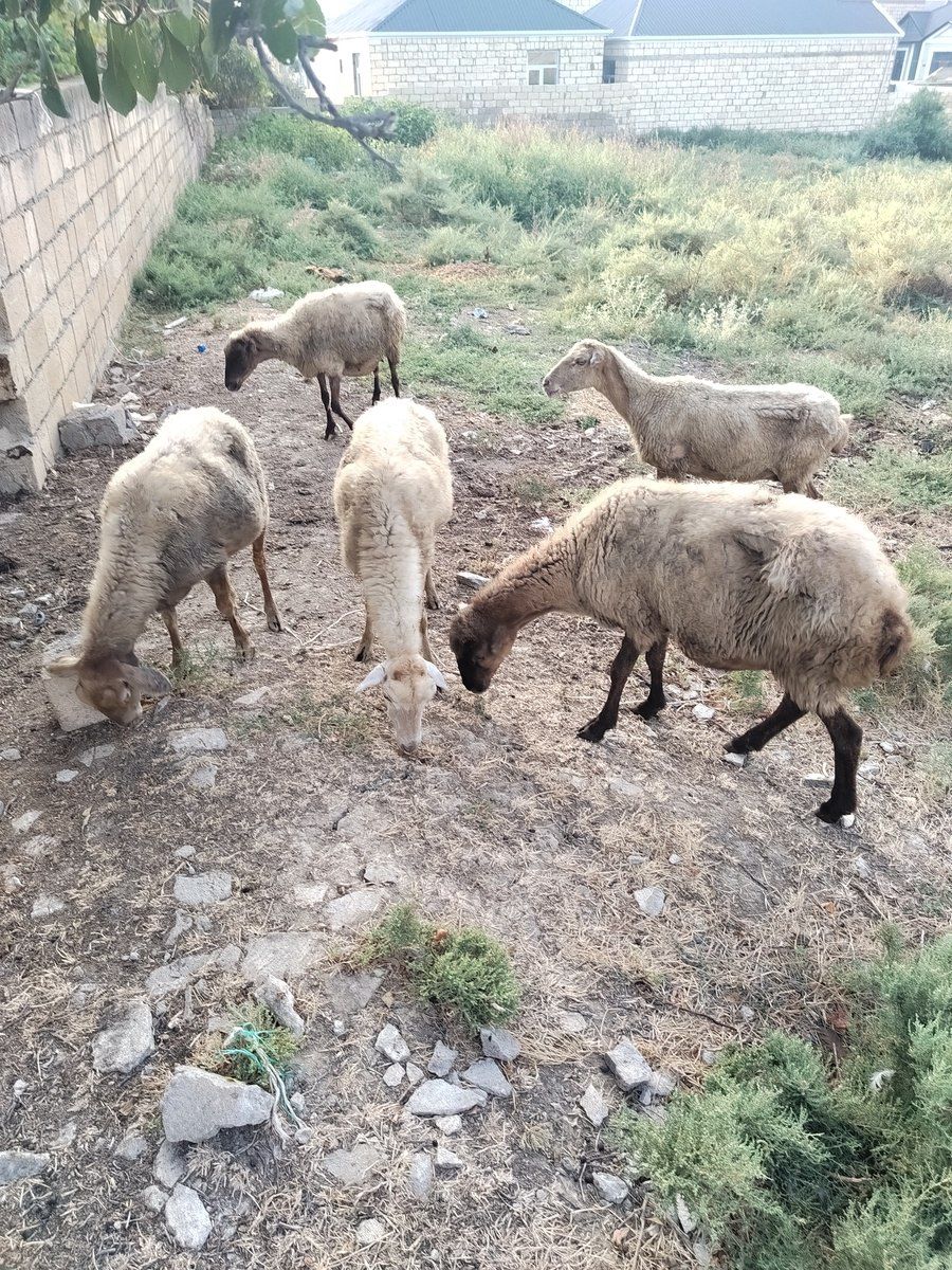Qoyunlar — Heyvanlar, Bakı (3)
