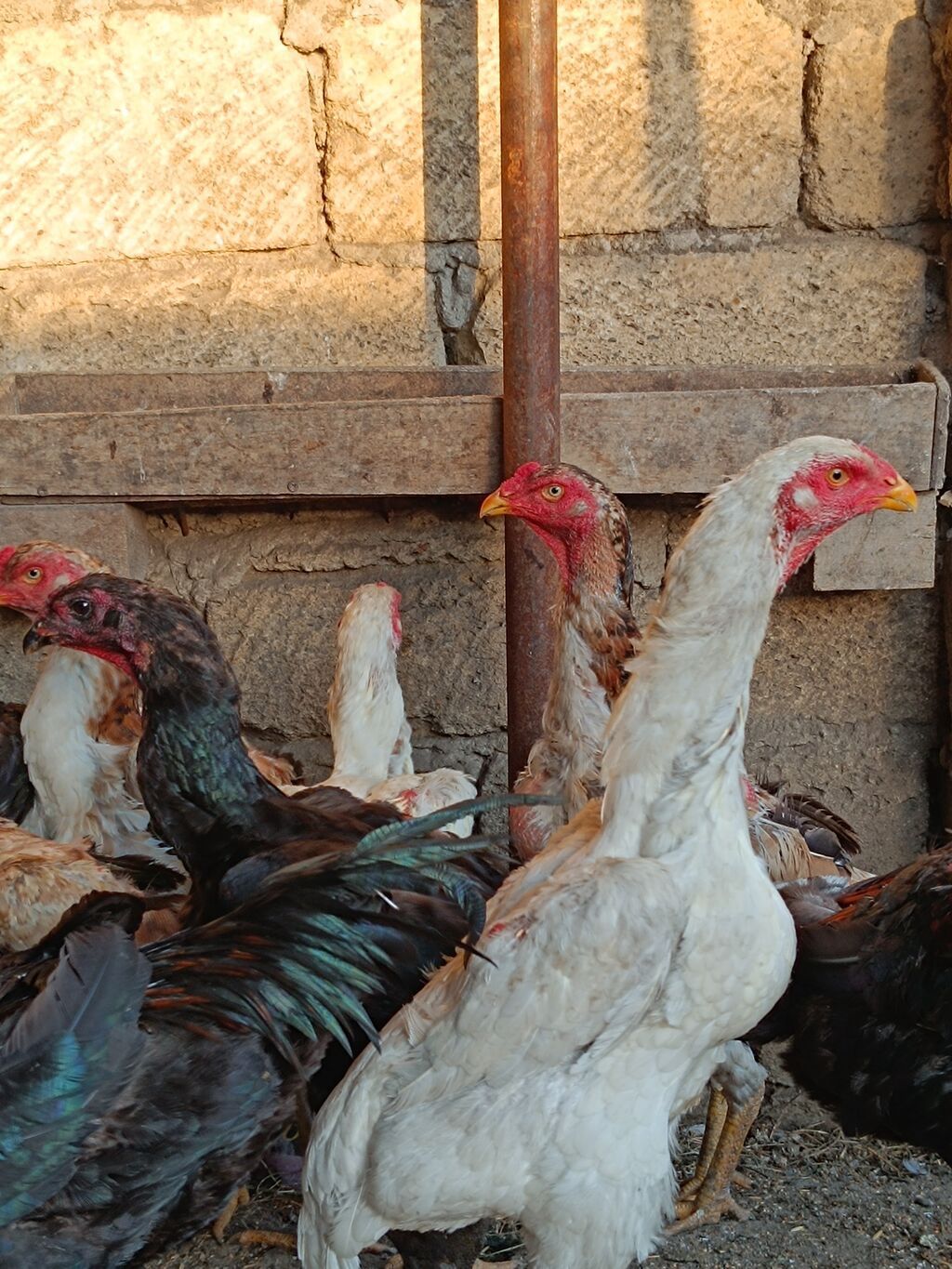 O shamo fereler 50-100 azn arasi xoruz 100 150 azn.Sumqayit — Quşlar, Sumqayıt (6)