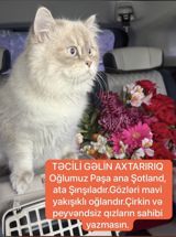 Şinşilla, Erkək, Cütləşmə üçün — Animals