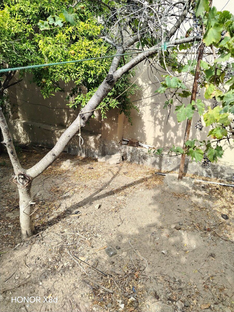 1.5 sot torpaq sahəsi, Saray qəs. — Torpaq, Sumqayıt (6)