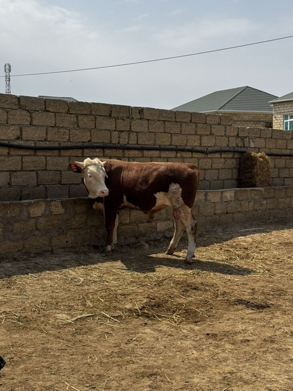 İki baş təmiz qan erkək simmental dana satılır. Böyüyünün 1 yaşı var — Heyvanlar, Sumqayıt (4)