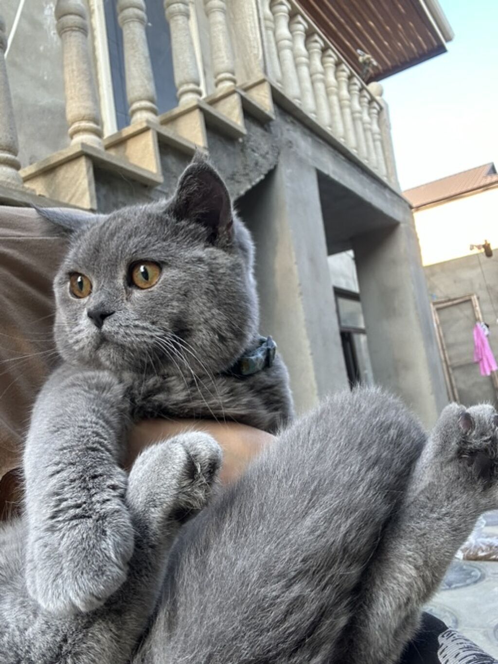 Britan — Pişiklər, Masazır (5)