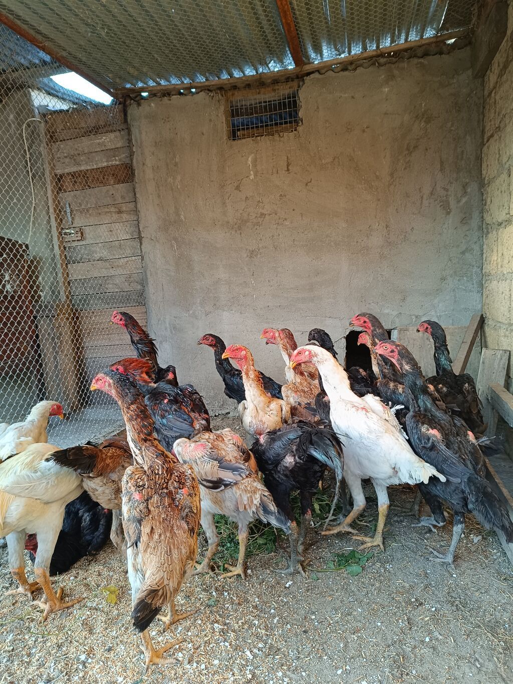 O shamo fereler 50-100 azn arasi xoruz 100 150 azn.Sumqayit — Quşlar, Sumqayıt (7)