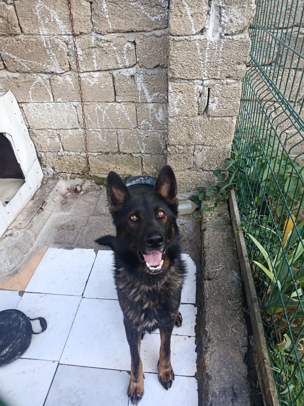 Alman çoban iti, 1 il, Erkək, Peyvəndli — Heyvanlar, Digah (5)