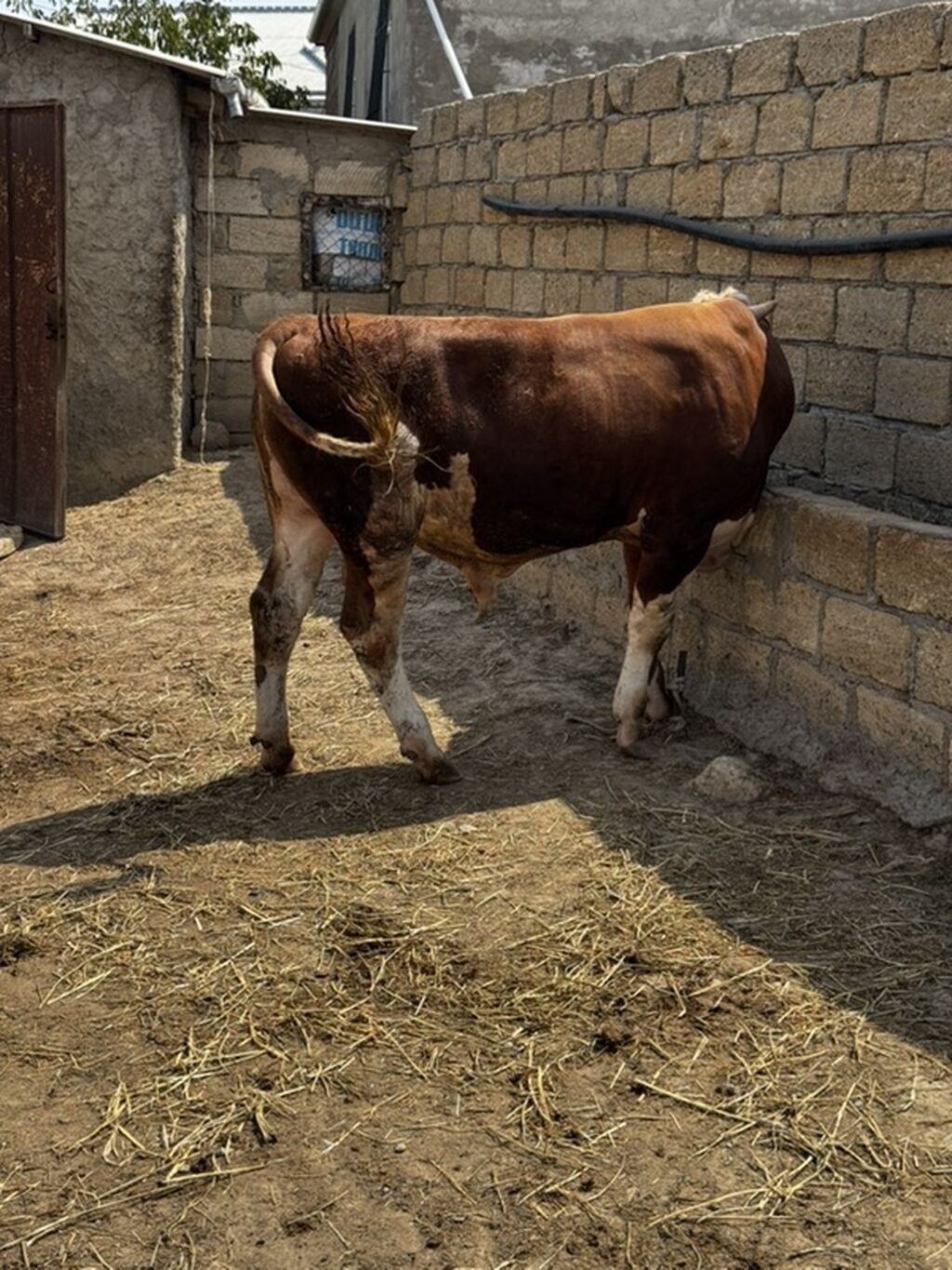 İki baş təmiz qan erkək simmental dana satılır. Böyüyünün 1 yaşı var — Heyvanlar, Sumqayıt (9)