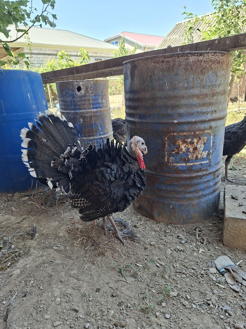 Erkək, Damazlıq — Heyvanlar, Şirvan (7)