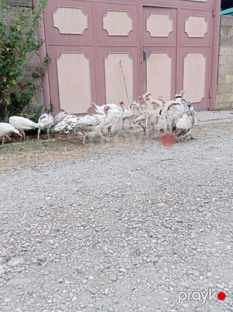 Hinduskalar