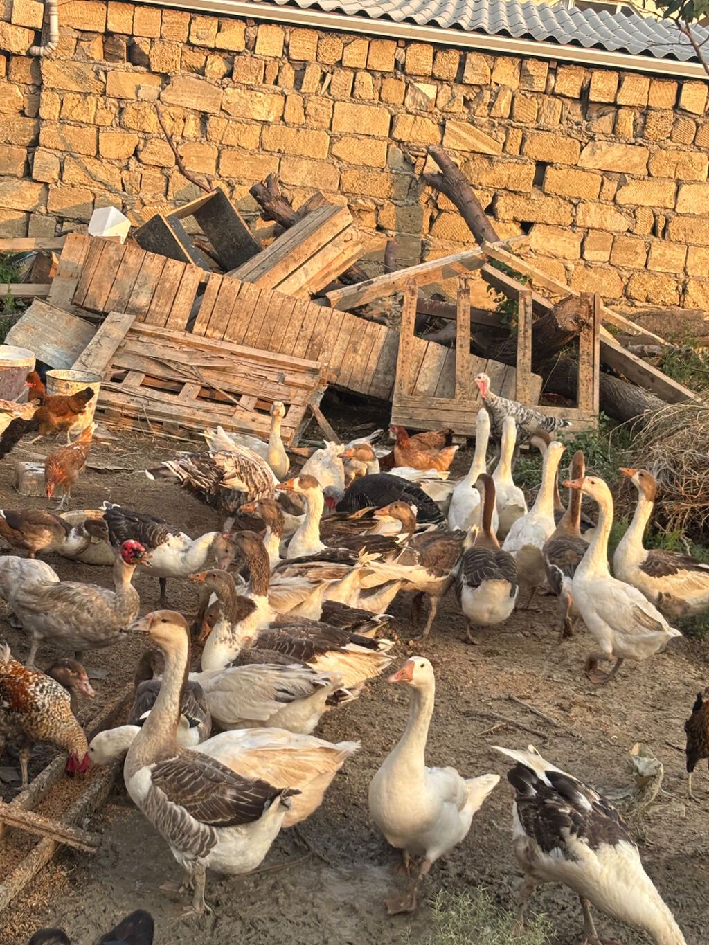 Dişi, Damazlıq, Ünvandan götürmə — Heyvanlar, Sumqayıt (2)
