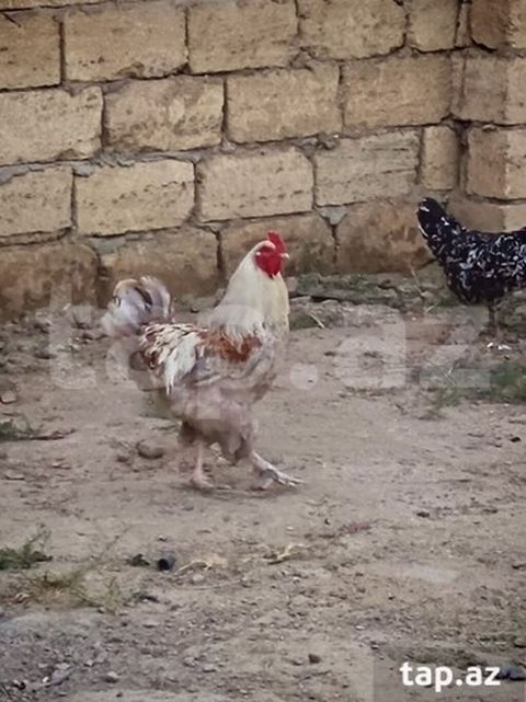 Brama 8 aylıq sağlam heyvandi ciddi alıcılar narahat eləsin barterde