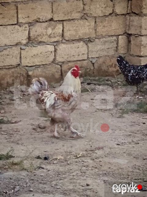Brama 8 aylıq sağlam heyvandi ciddi alıcılar narahat eləsin barterde