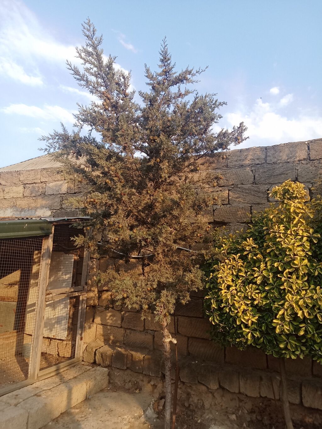 Ikidenesi 15 — Bitkilər, Mehdiabad (2)
