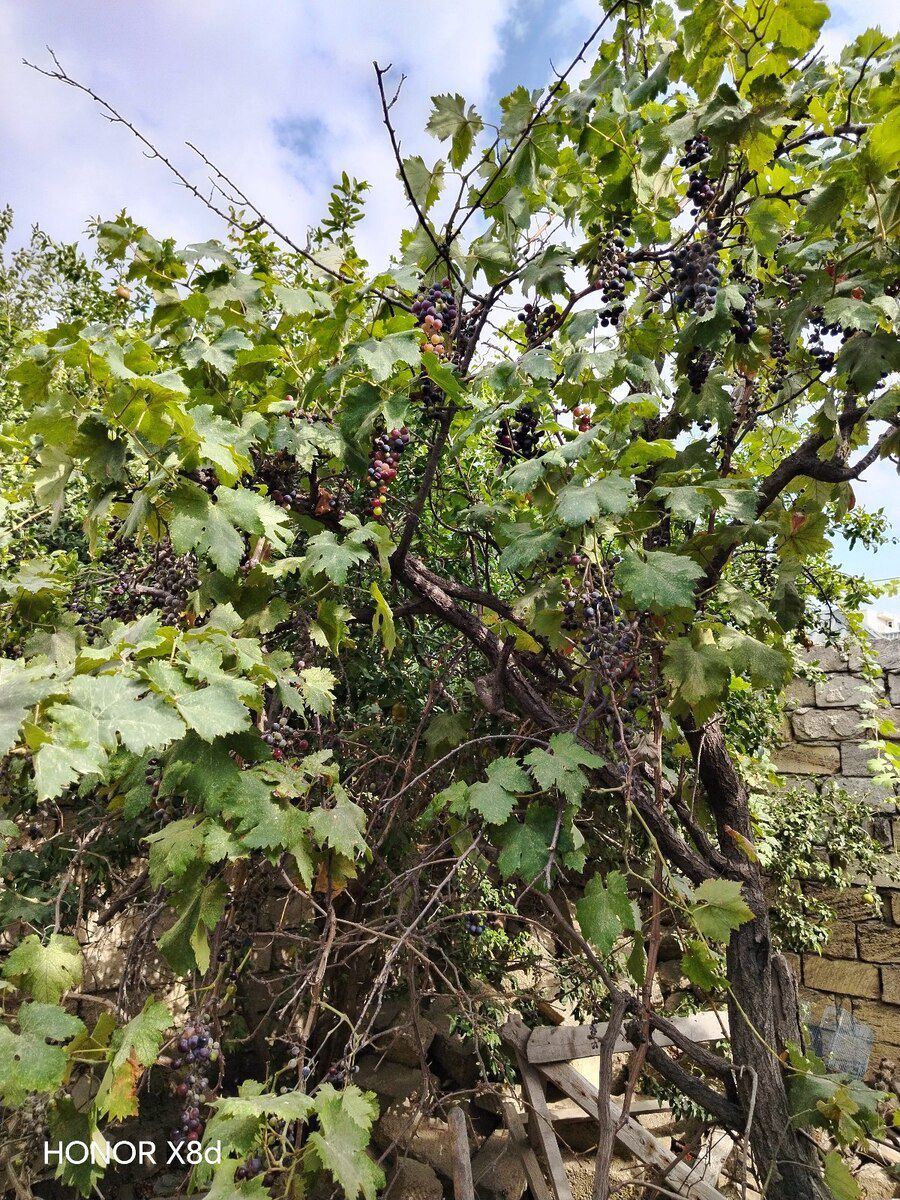 1.5 sot torpaq sahəsi, Saray qəs. — Torpaq, Sumqayıt (3)