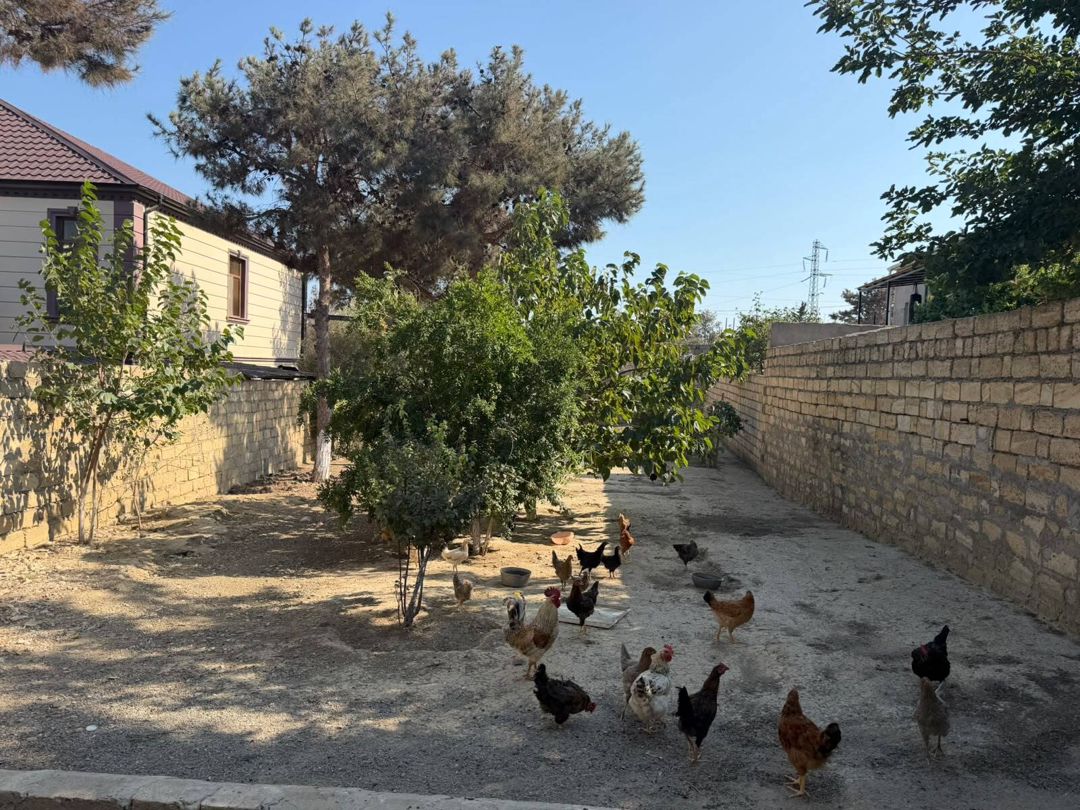 Satılır torpaq 5 sot — Torpaq, Bakı (5)