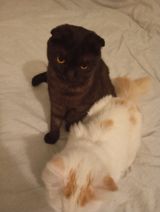 Şotland pişiyi balası — Cats