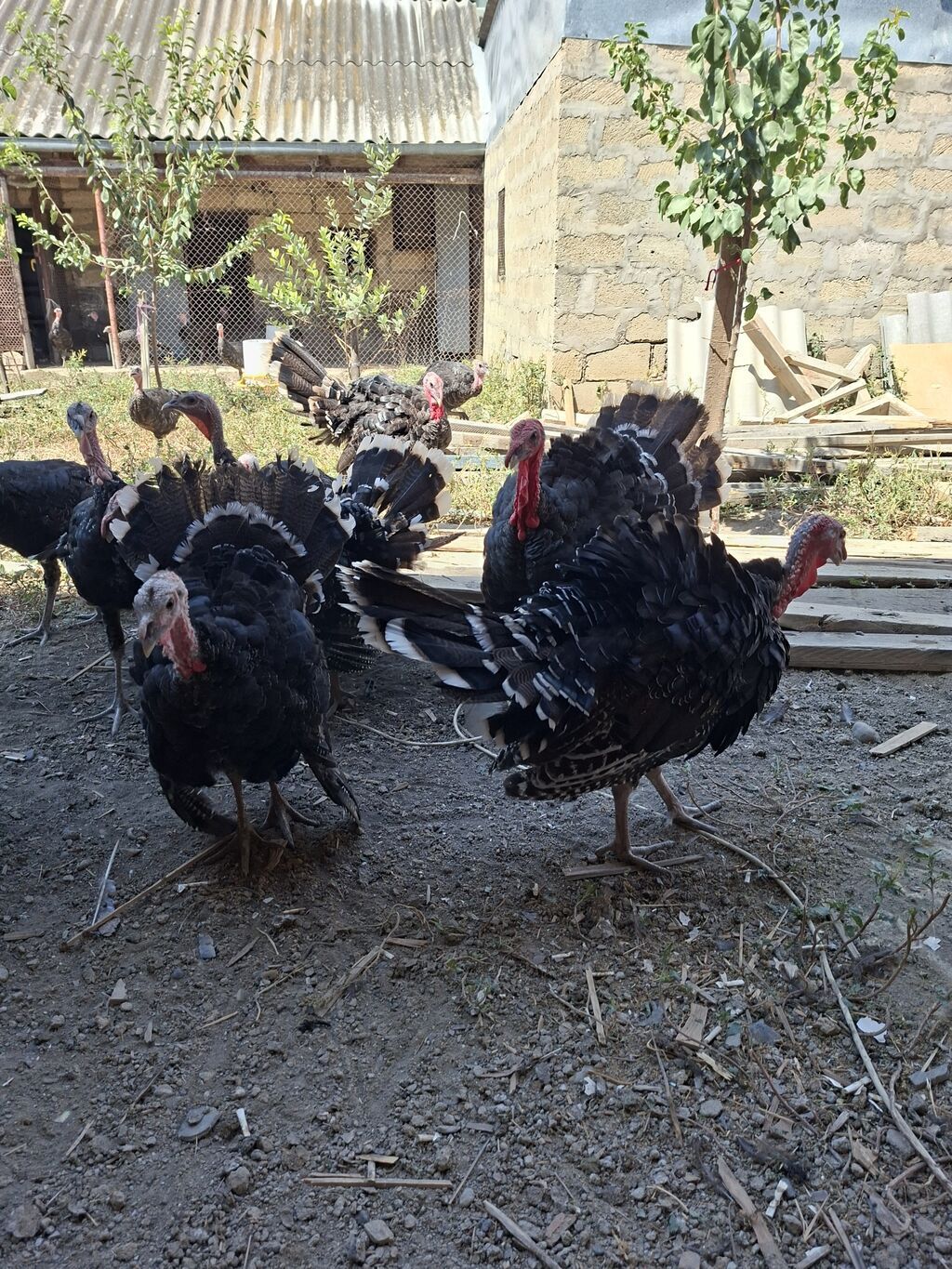 Erkək, Damazlıq — Heyvanlar, Şirvan