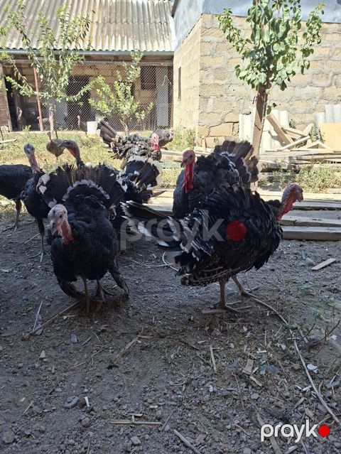 Erkək, Damazlıq