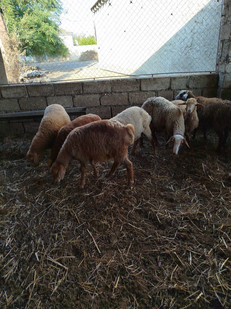 Quzu — Heyvanlar, Xaçmaz (2)