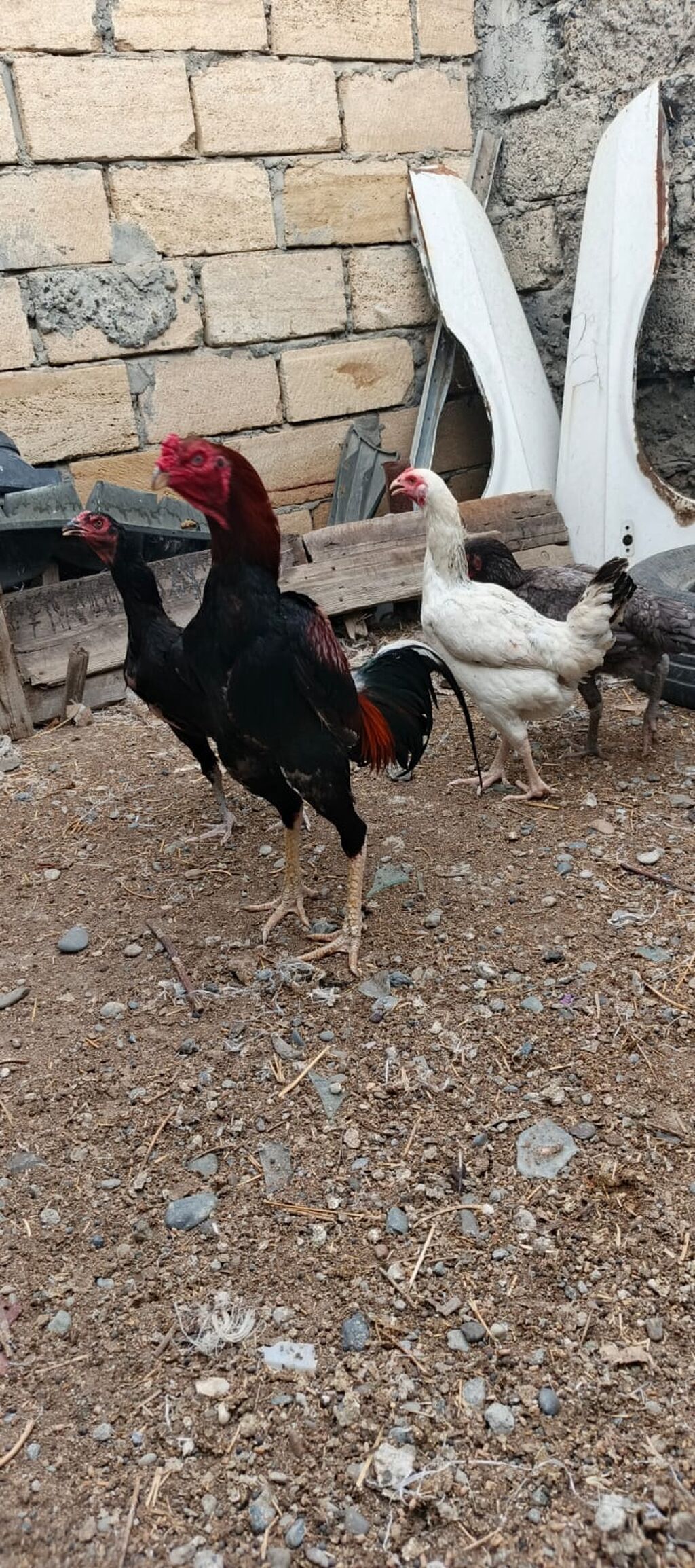 Heyrati xoruz fereler satilir hamisi. satilir .fereler 35 manatda — Heyvanlar, Mingəçevir