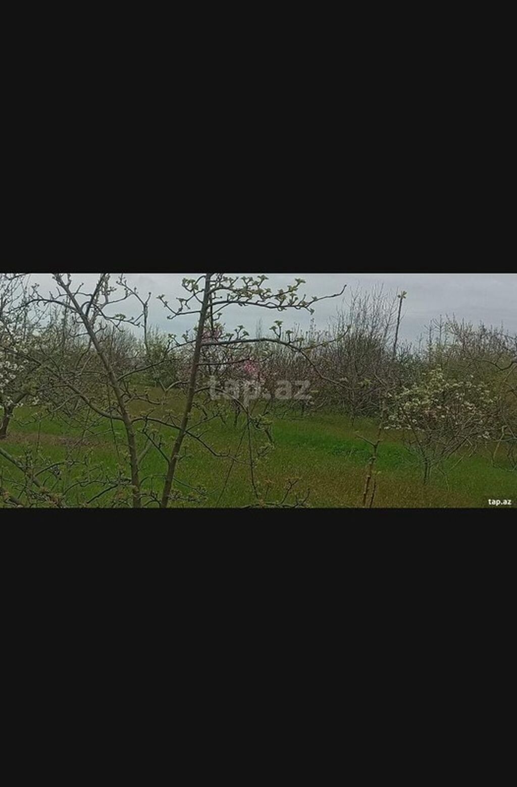 Kənd təsərrüfatı, Makler, Kupça (Çıxarış) — Torpaq, Xaçmaz (4)