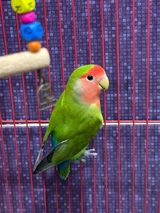 Tutuquşular — Animals