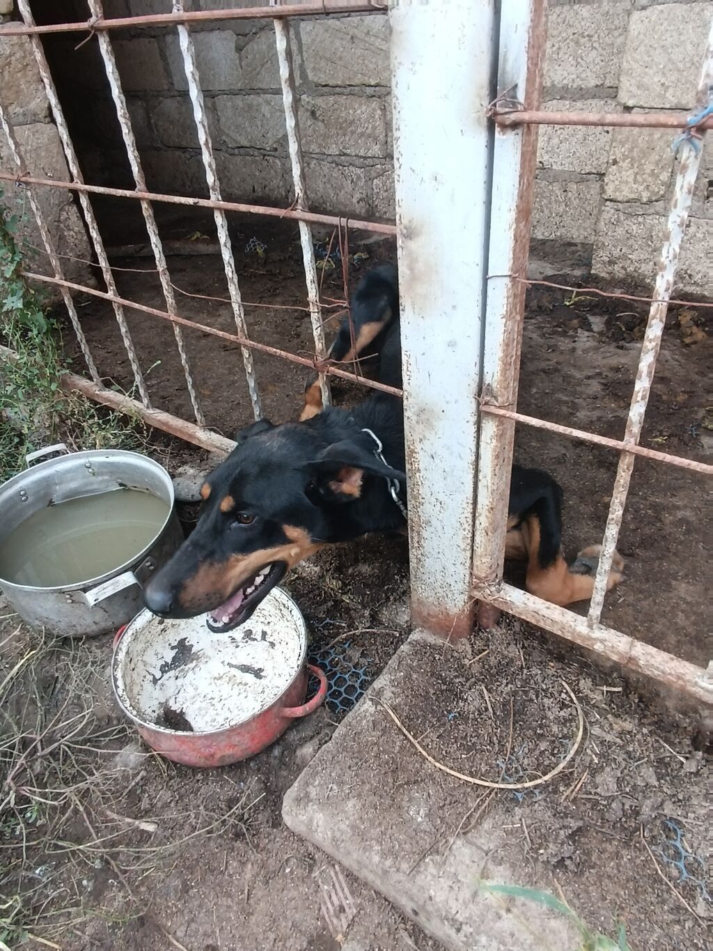 Doberman, 11 ay, Dişi — Heyvanlar, Gəncə (3)