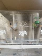 Hazır cut yuvaynan bır yerde Qefes Satılmır — Animals