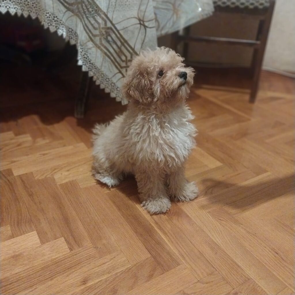 Pudel, 7 ay, Erkək, Sənədli, Ünvandan götürmə — Heyvanlar, Bakı (3)