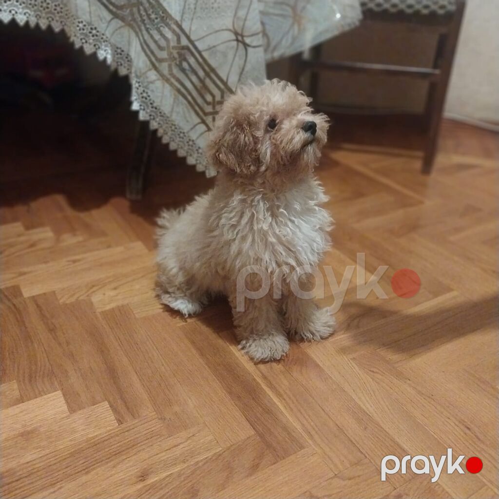 Pudel, 7 ay, Erkək, Sənədli, Ünvandan götürmə — Heyvanlar, Bakı (3)