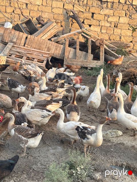 Dişi, Damazlıq, Ünvandan götürmə