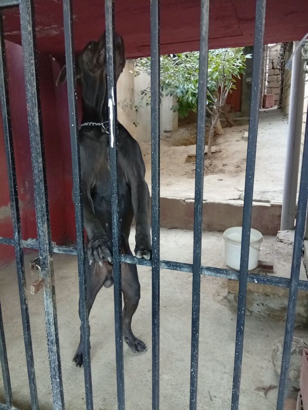 Kane-Korso, Erkək, Ödənişli çatdırılma — Heyvanlar, Xırdalan (3)