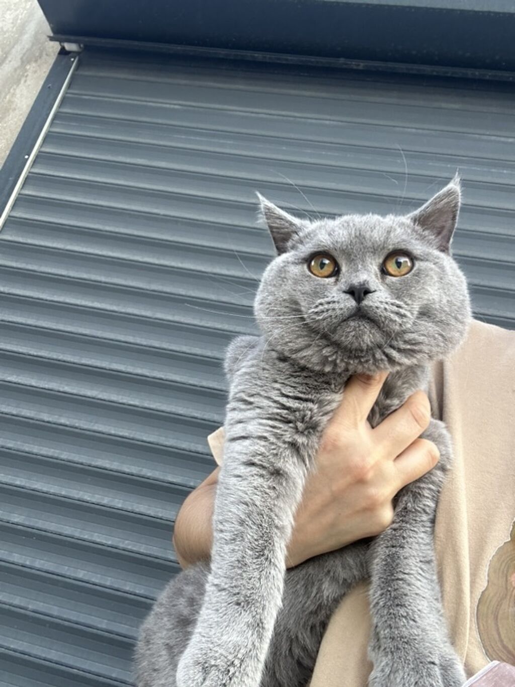 Britan — Pişiklər, Masazır (2)