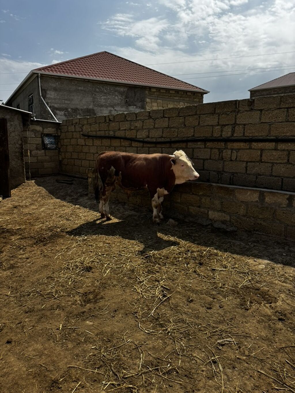 İki baş təmiz qan erkək simmental dana satılır. Böyüyünün 1 yaşı var — Heyvanlar, Sumqayıt (7)