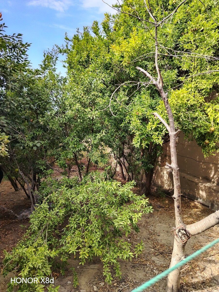 1.5 sot torpaq sahəsi, Saray qəs. — Torpaq, Sumqayıt (5)