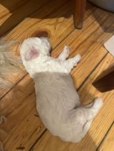 Iki dene ag reng bala bir disi bir ag 400 azn satilacaq asagi yeri var — Animals