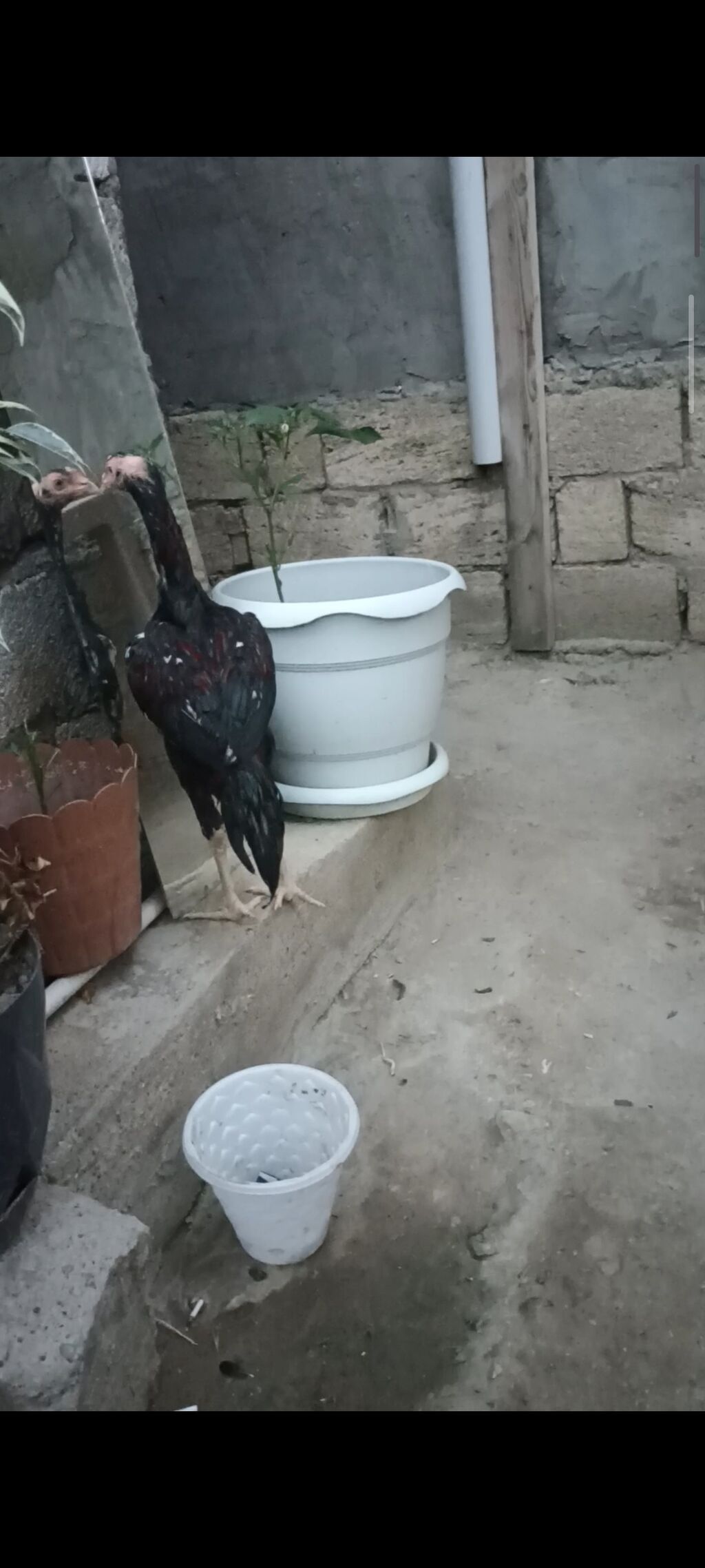 4 ayndad şər yazmaqa Etyac yoxdu Atasnın döyüş vidyosu var - Uzun — Heyvanlar, Digah (3)