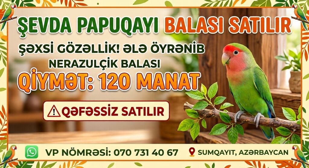 Şəxsi gözəlliyi ilə seçilən sevda papuqayı balası satılır. Əl — Quşlar, Sumqayıt