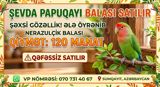 Şəxsi gözəlliyi ilə seçilən sevda papuqayı balası satılır. Əl — Heyvanlar