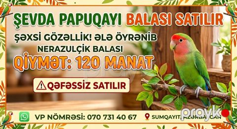 Şəxsi gözəlliyi ilə seçilən sevda papuqayı balası satılır. Əl