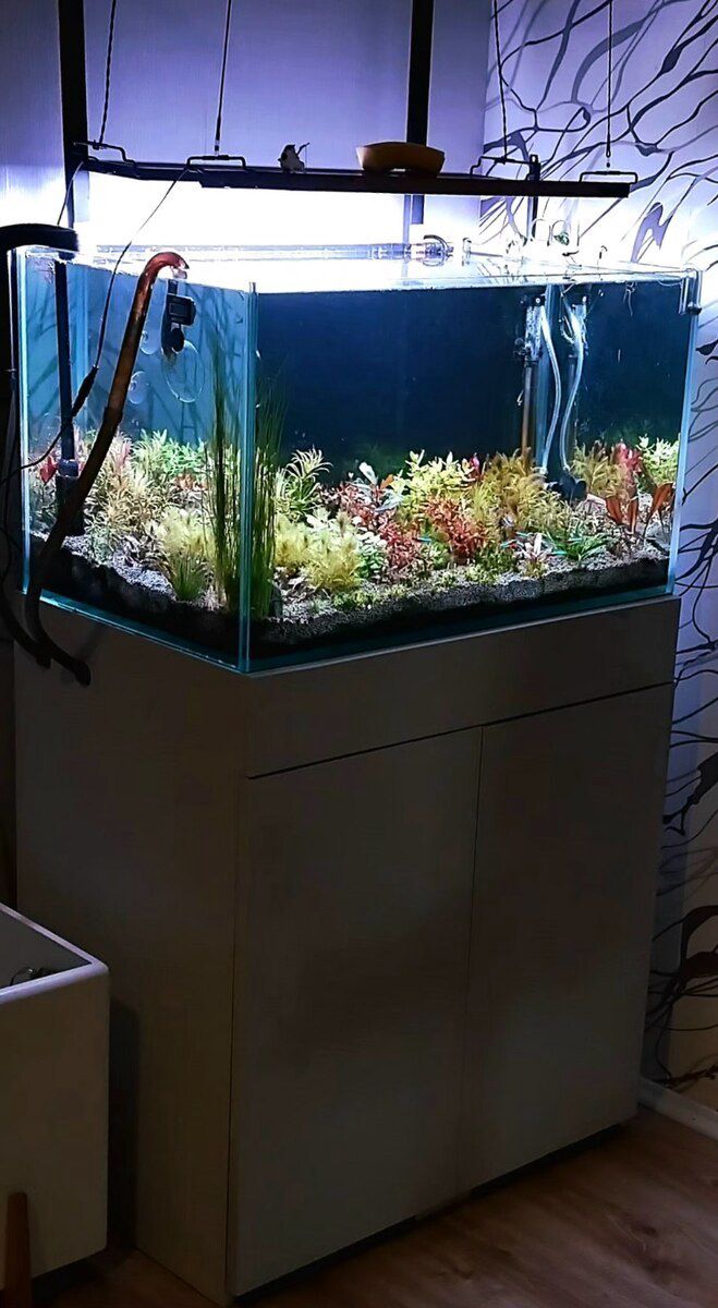 Akvarium — Akvariumlar və balıqlar, Bakı (5)