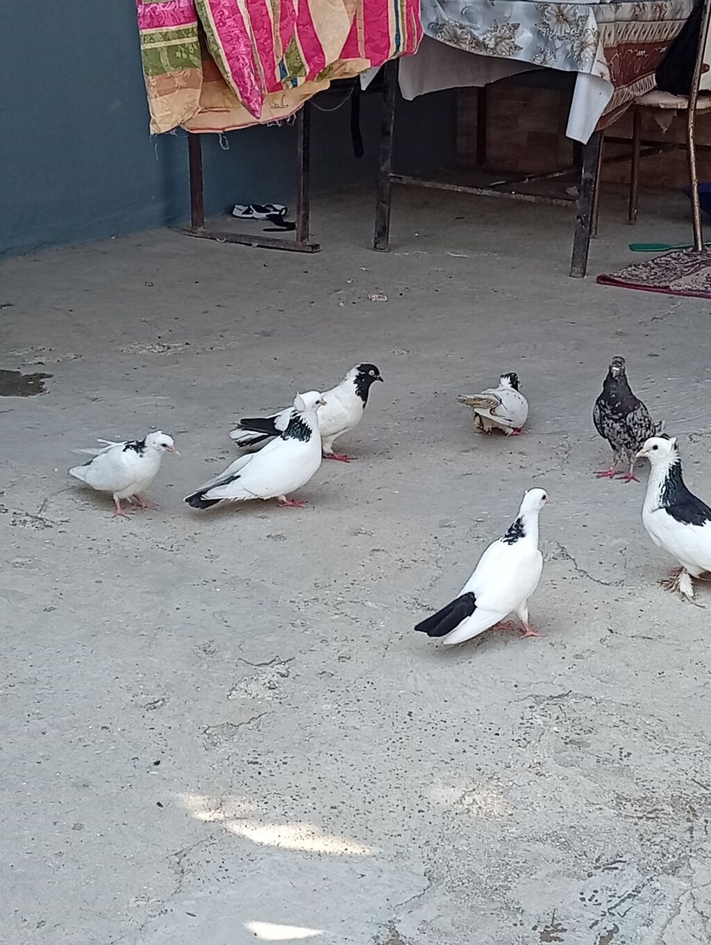 Göyərçinlər tam sağlamdilar 2 cüt 2 bala 1 tək əbrəş hər cütün — Quşlar, Xırdalan (3)