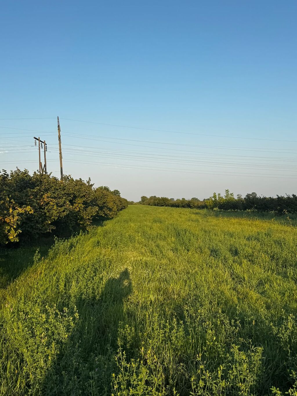237 sot, Kənd təsərrüfatı, Mülkiyyətçi, Kupça (Çıxarış) — Torpaq, Xırdalan (8)