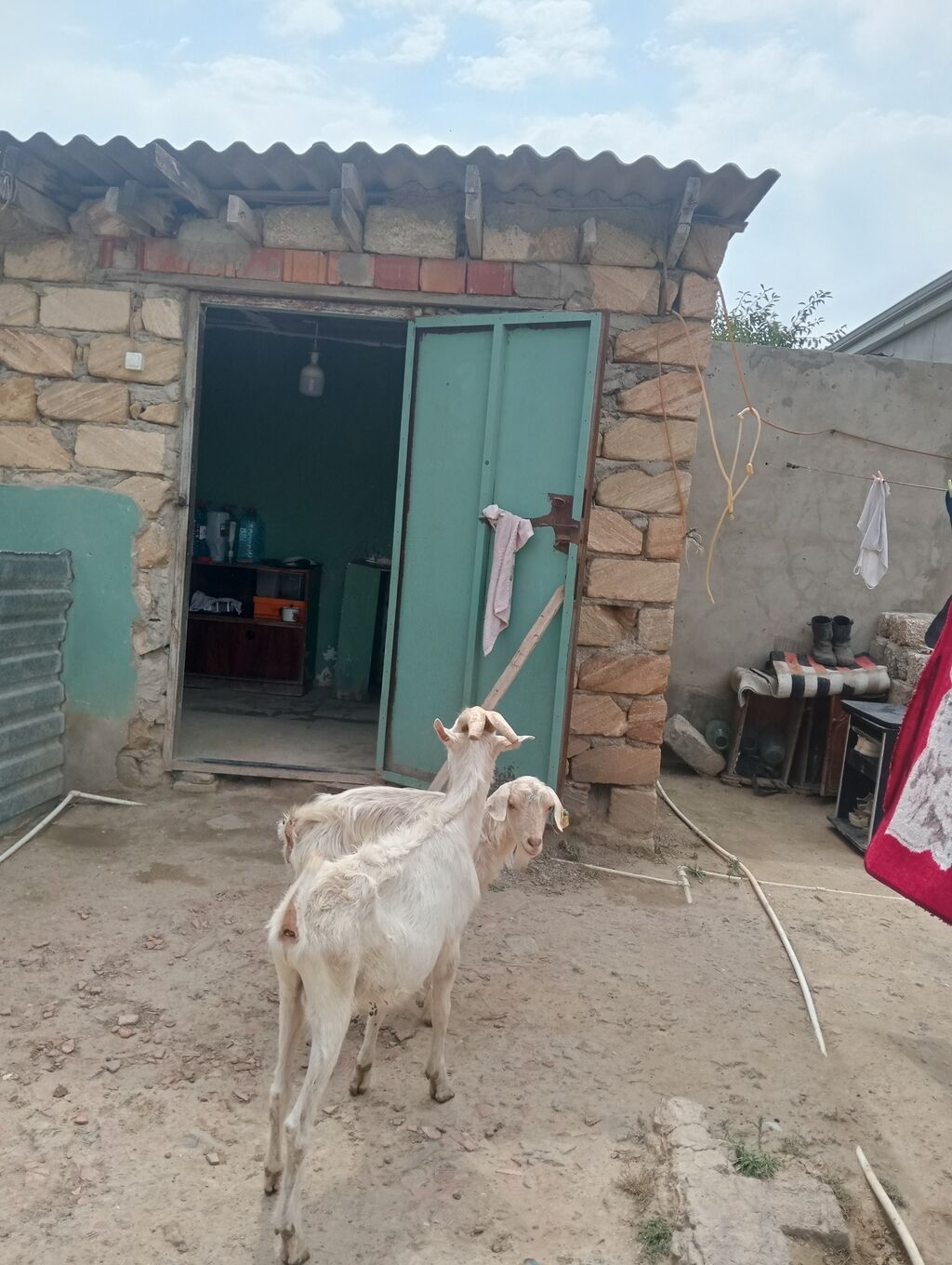 Dişi, Zanen, il: 1, 50 kq, Damazlıq, Pulsuz çatdırılma — Heyvanlar, Digah (3)