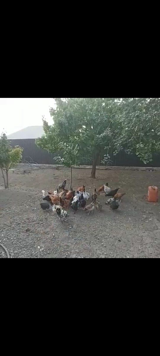 Çolpa — Quşlar, Gəncə (4)