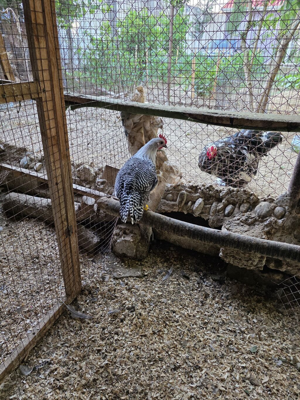 Toyuq, Yumurtalıq — Heyvanlar, Bakı (2)