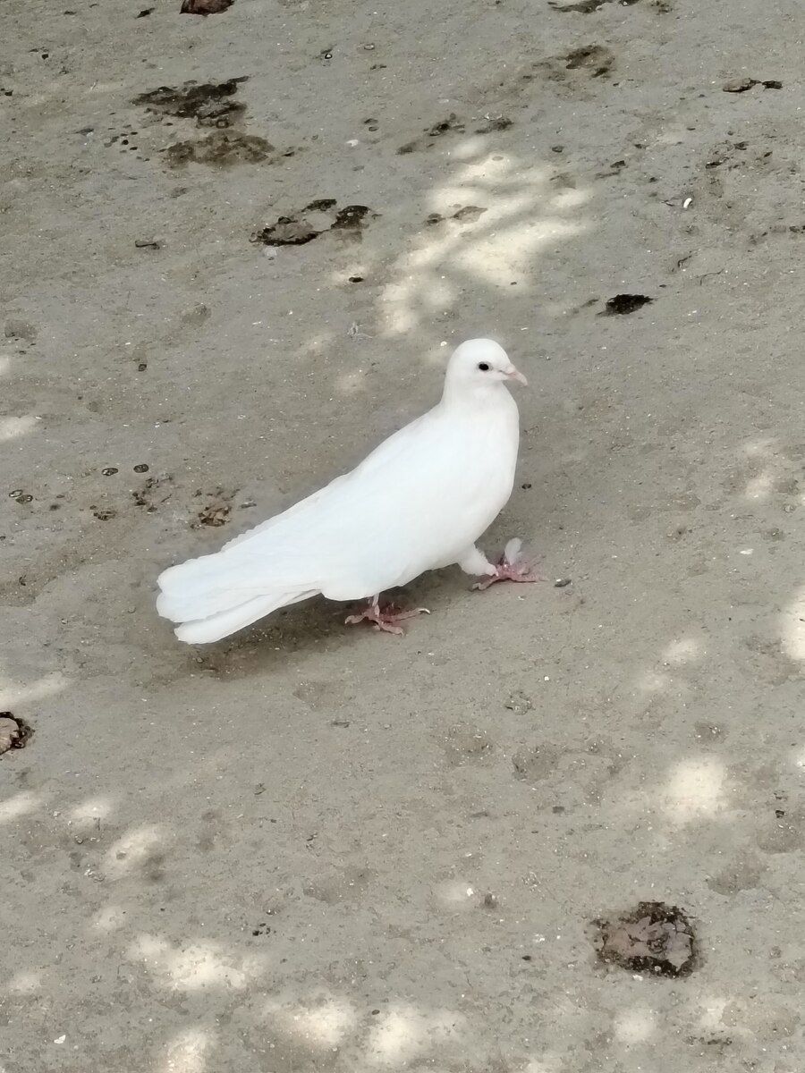 Göyərçinlər — Quşlar, Sumqayıt
