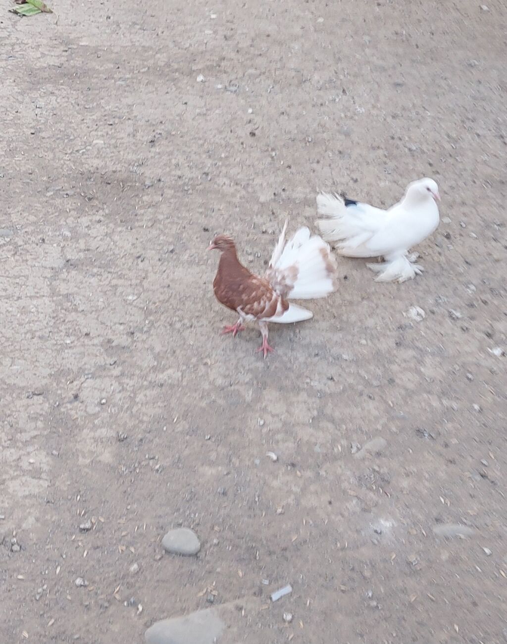 Göyərçinlər — Quşlar, Göytəpə (2)