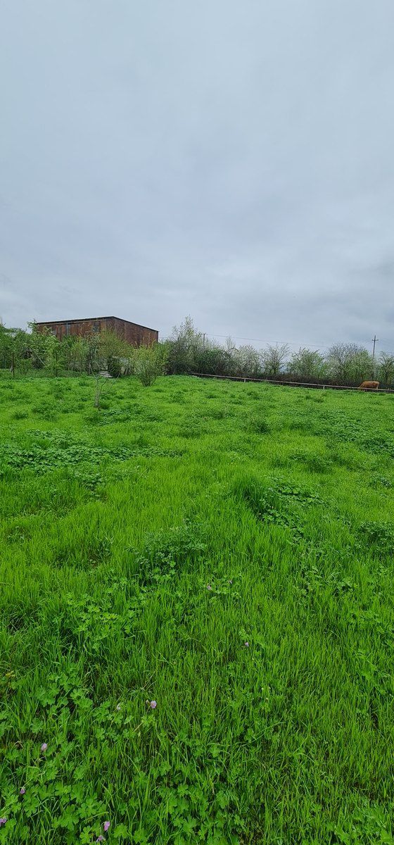 12 sot torpaq sahəsi, Quba r. — Torpaq, Quba (2)