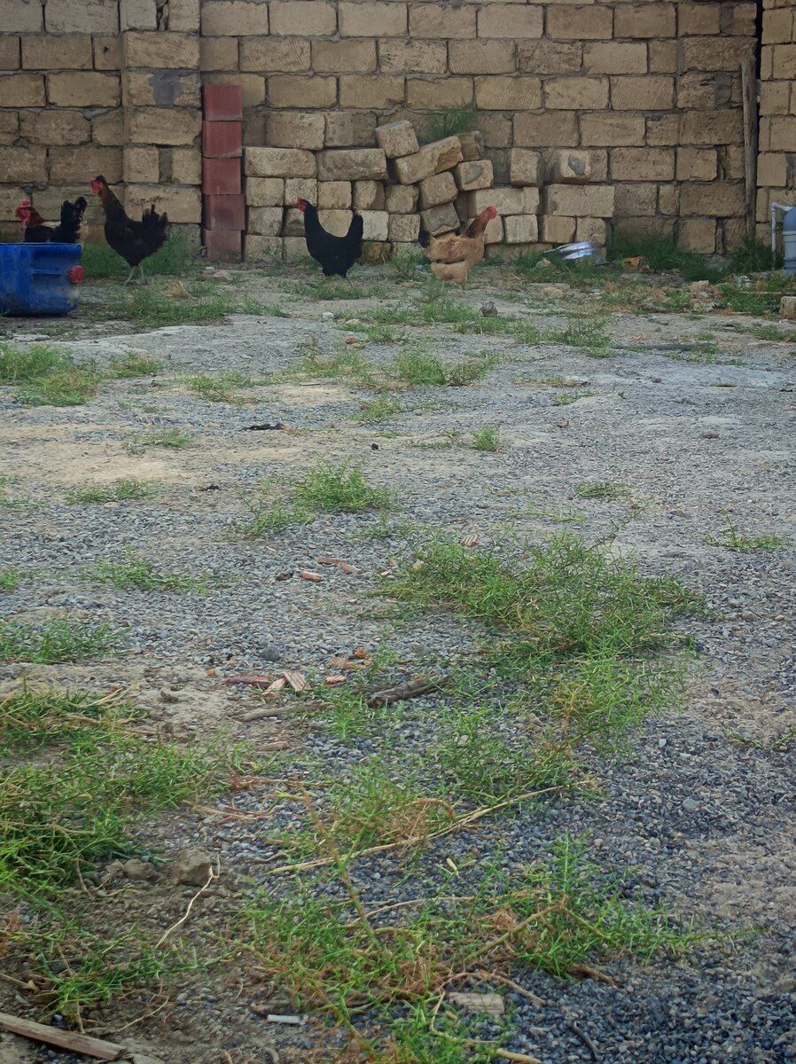 Toyuqlar — Quşlar, Sumqayıt (3)