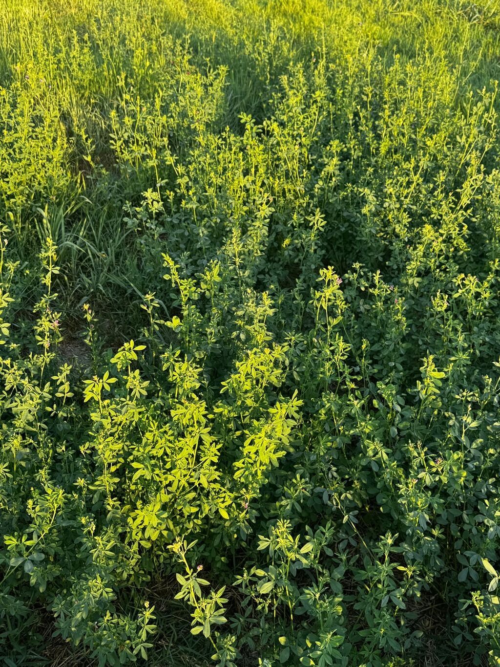 237 sot, Kənd təsərrüfatı, Mülkiyyətçi, Kupça (Çıxarış) — Torpaq, Xırdalan (2)